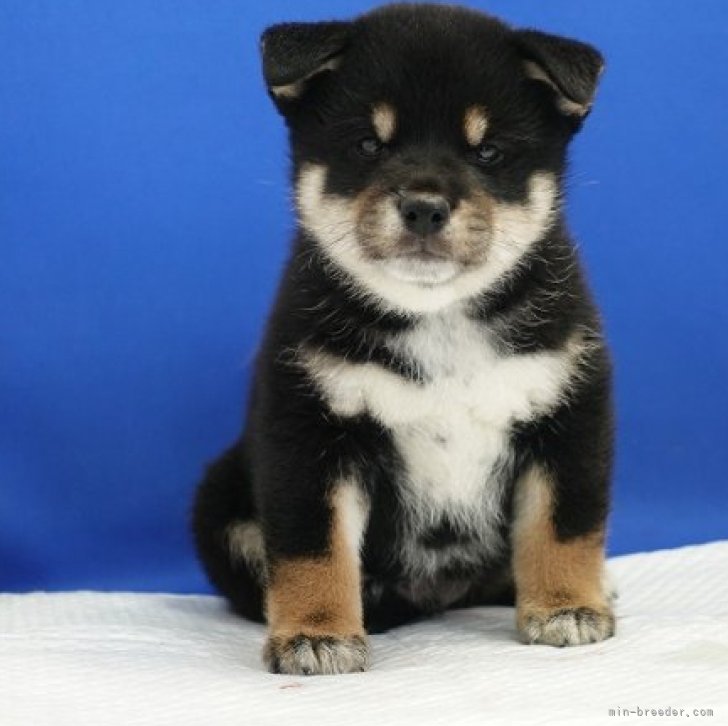 dog_img_1_72cba0f0ffa7.jpg