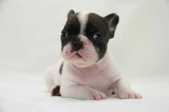 ID:1204-00057の子犬