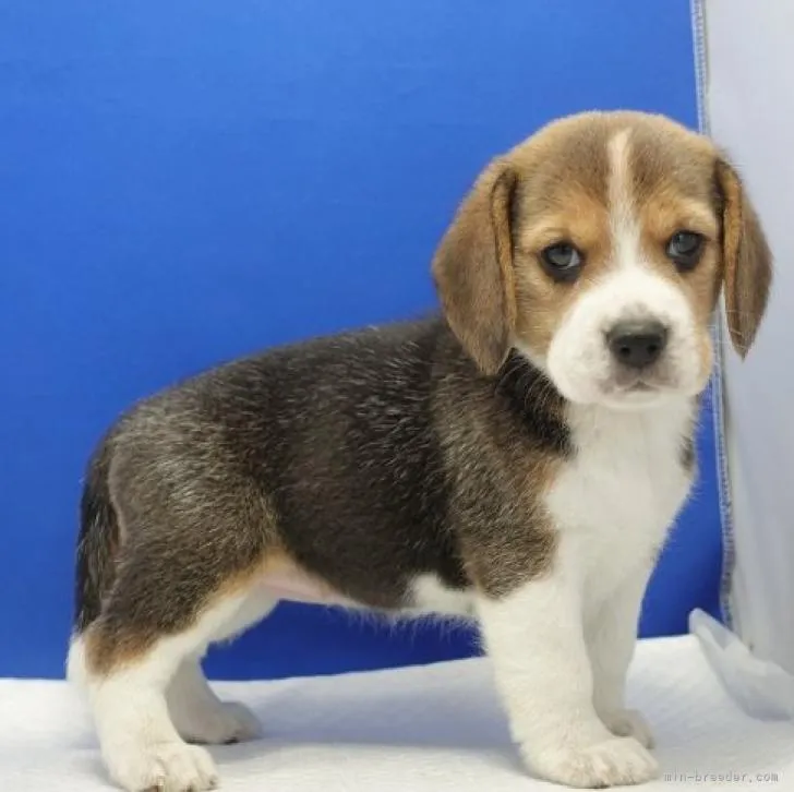 ID：2211-01081の子犬