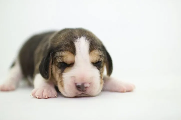 ID：1605-01766の子犬