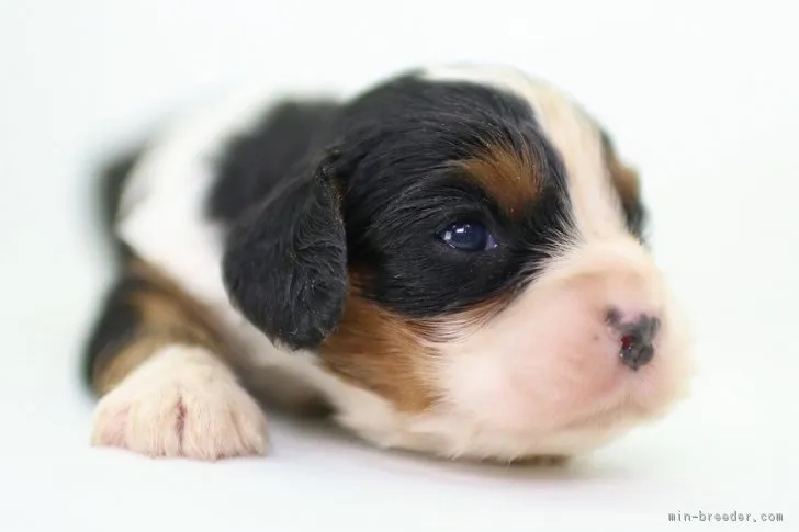 ID:1612-00134の子犬
