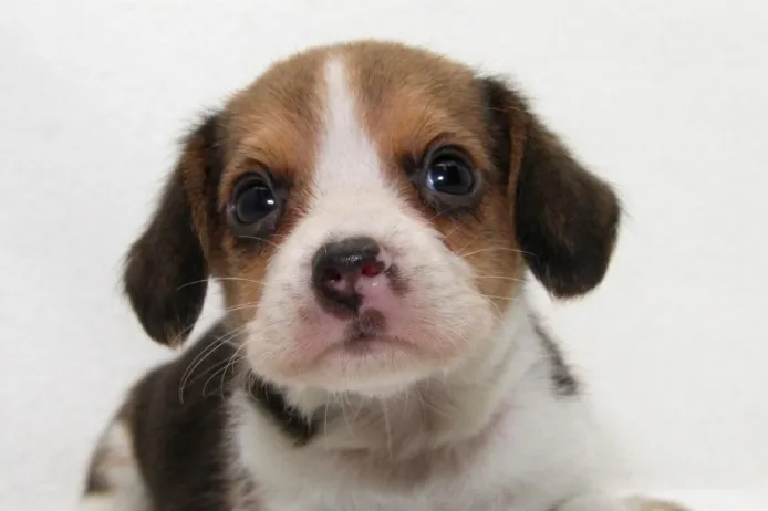 ID：1404-00784の子犬