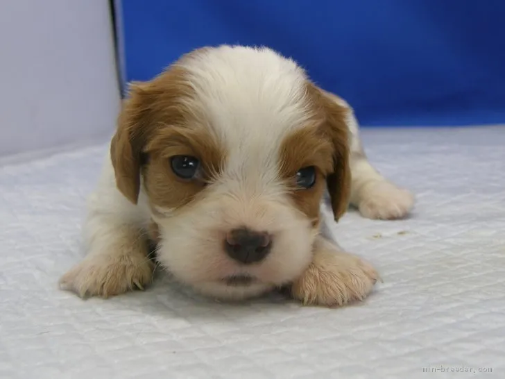 れんたくん 様のお迎えした子犬