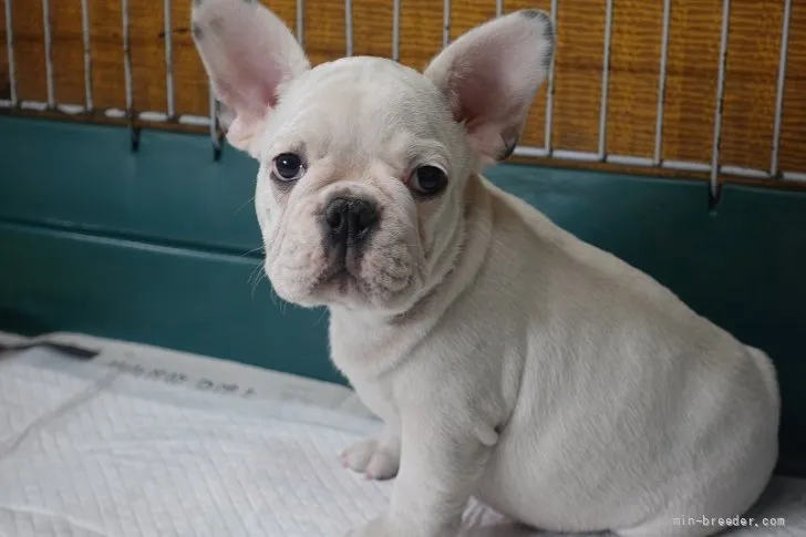 ID:2109-01085の子犬