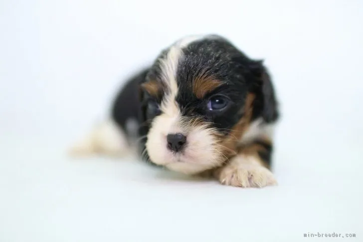 しお 様のお迎えした子犬