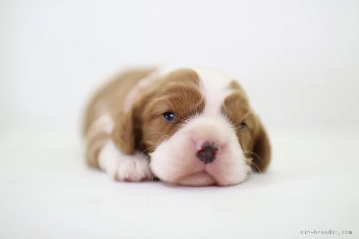 だんごママ 様のお迎えした子犬