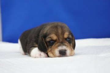 ビーグル【愛知県・女の子・2021年6月11日・ハウンドカラー】の写真「小ぶりな女の子です。」