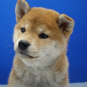 柴犬(標準サイズ)【愛知県・女の子・2023年2月28日・赤】の写真「フワフワモコモコの女の子です。」