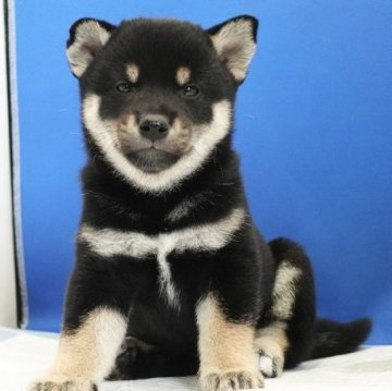 柴犬(標準サイズ)【愛知県・女の子・2024年6月27日・黒】の写真「とっても愛嬌のある女の子です。」