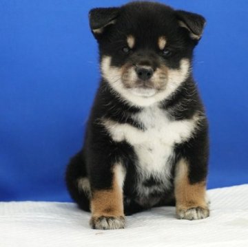 柴犬(標準サイズ)【愛知県・男の子・2023年4月16日・黒】の写真「お目目が小さいです。」