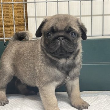 パグ【愛知県・男の子・2023年2月17日・フォーン】の写真「とってもキュートな男の子です。」