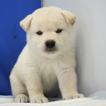 柴犬(標準サイズ)【愛知県・男の子・2024年6月27日・白】の写真「全部まんまる‼︎」