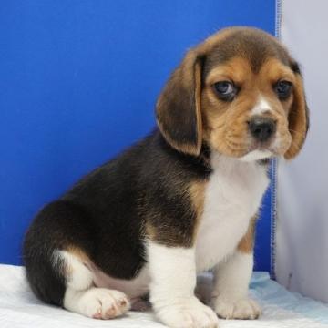 ビーグル【愛知県・男の子・2022年5月16日・ハウンドカラー】の写真「おとぼけ顔がとってもキュート‼」