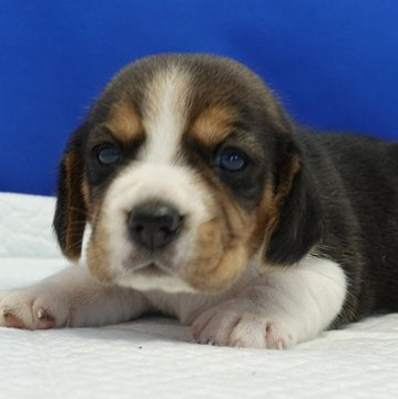 ビーグル【愛知県・女の子・2022年5月16日・ハウンドカラー】の写真「特徴としてお尻に白い点があります。」