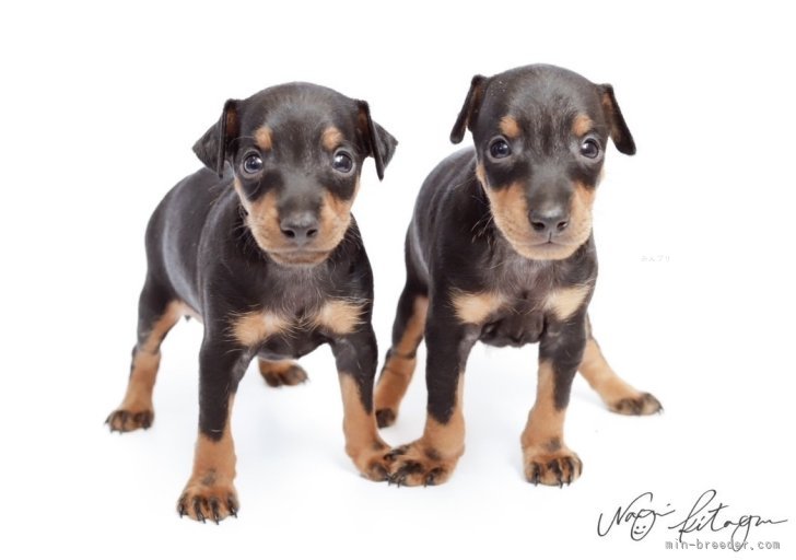 千葉】良川 龍仁(よしかわ りゅうじ)ブリーダー｜みんなのブリーダー