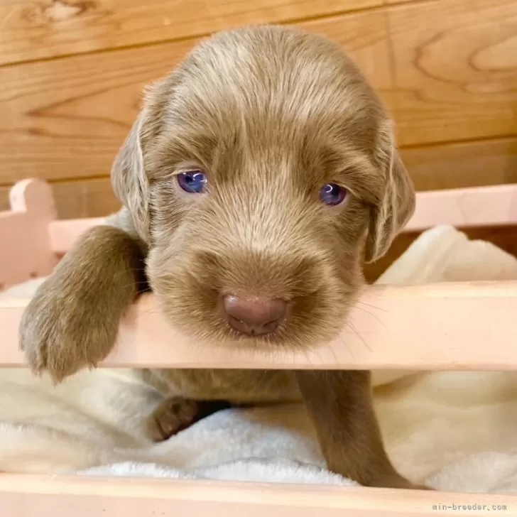 ID:2407-03343の子犬