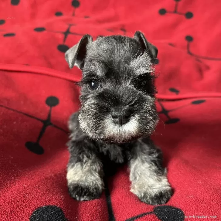 ID：2501-07005の子犬