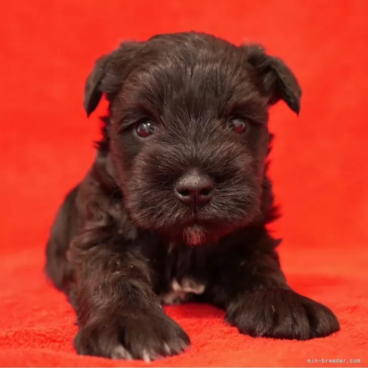 ID：2412-04083の子犬