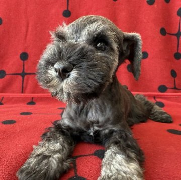 ミニチュアシュナウザー【栃木県・男の子・2025年10月24日・ソルト&ペッパー】の写真「ソルト＆ペッパー　男の子」