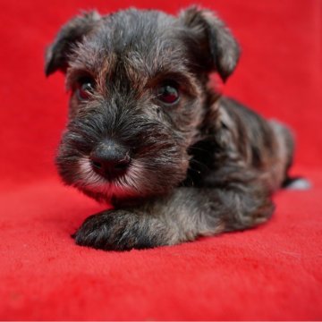 ミニチュアシュナウザー【栃木県・女の子・2025年10月24日・ソルト&ペッパー 女の子】の写真「ソルト＆ペッパー　女の子」