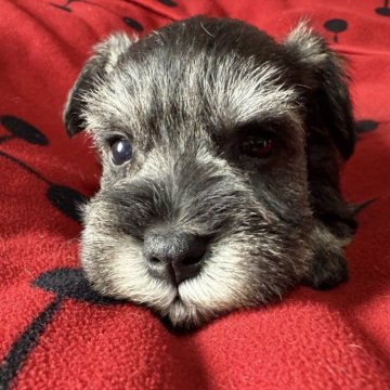 ミニチュアシュナウザー【栃木県・男の子・2025年9月30日・ソルト&ペッパー】の写真「ソルト＆ペッパー　男の子」