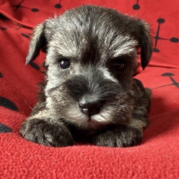 ミニチュアシュナウザー【栃木県・女の子・2025年9月30日・ソルト&ペッパー】の写真「ソルト＆ペッパー　女の子」