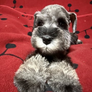 ミニチュアシュナウザー【栃木県・男の子・2025年9月30日・ソルト&ペッパー】の写真「ハイクオリティなS&P男の子　」