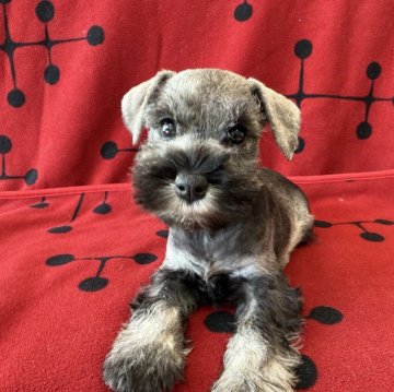 ミニチュアシュナウザー【栃木県・女の子・2025年10月24日・ソルト&ペッパー 女の子】の写真「ガッチリタイプのソルト＆ペッパー　女の子」