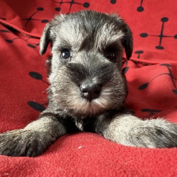 ミニチュアシュナウザー【栃木県・女の子・2025年9月30日・ソルト&ペッパー】の写真「ソルト＆ペッパー　女の子」