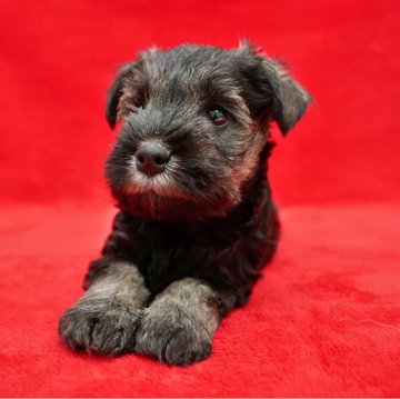 ミニチュアシュナウザー【栃木県・女の子・2025年10月24日・ソルト&ペッパー】の写真「ソルト＆ペッパー　女の子」