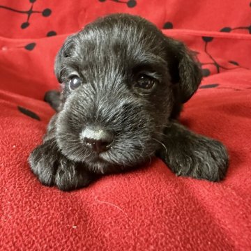 ミニチュアシュナウザー【栃木県・女の子・2025年9月13日・ブラック】の写真「人気のブラック女の子」