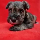 ミニチュアシュナウザー【栃木県・女の子・2025年10月24日・ソルト&ペッパー 女の子】の写真1