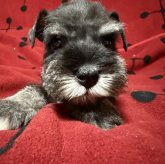 ミニチュアシュナウザー