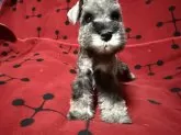 ミニチュアシュナウザー【栃木県・男の子・2025年9月30日・ソルト&ペッパー】の写真5