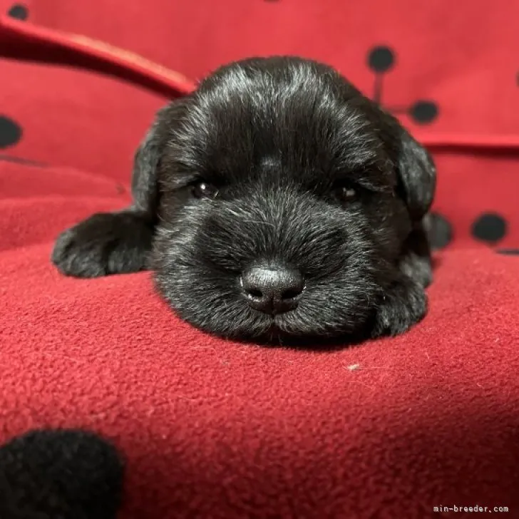 ID：2310-04603の子犬