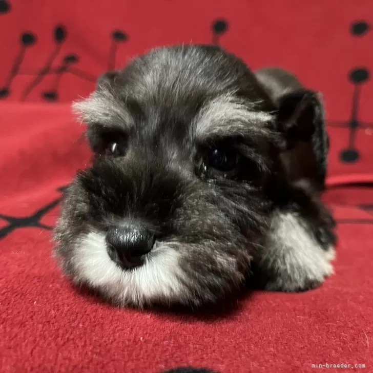 ID：2405-02318の子犬