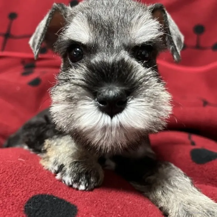 ID：2310-06340の子犬