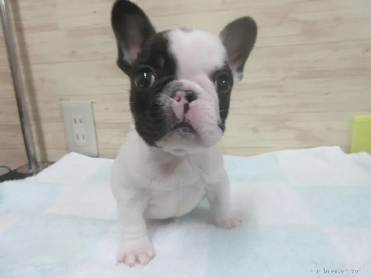 ID：1908-01780の子犬