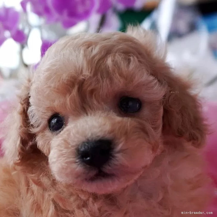 ID：2412-05924の子犬