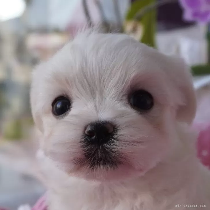 JN 様のお迎えした子犬