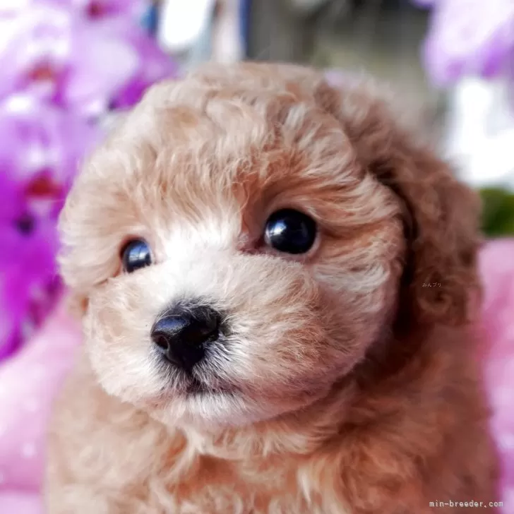 けい 様のお迎えした子犬