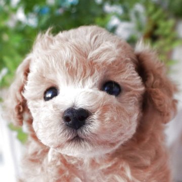 アプリコットのトイプードルの子犬を探す｜ブリーダー直販の子犬