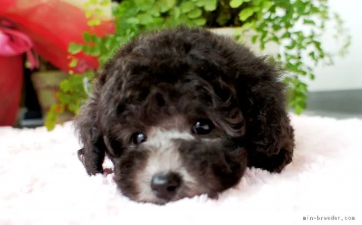 ID:1804-02391の子犬