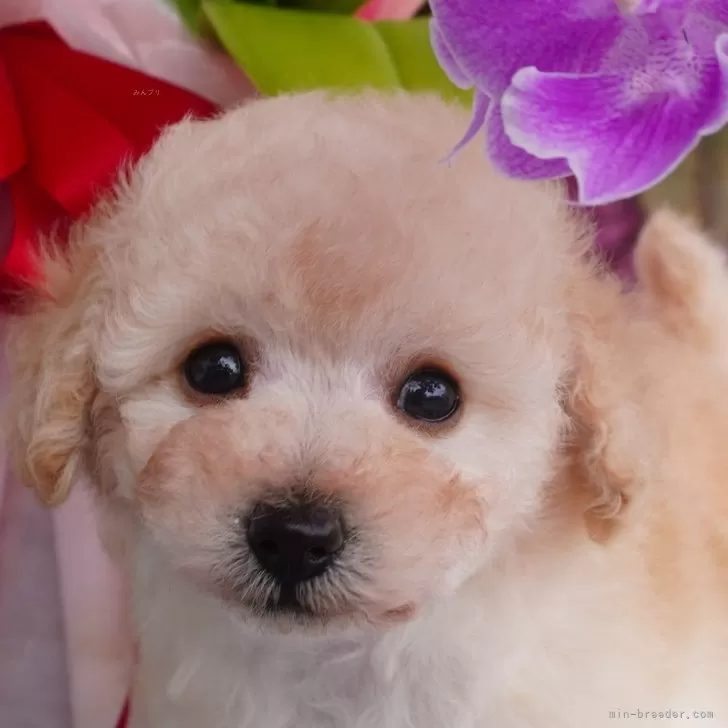 N 様のお迎えした子犬