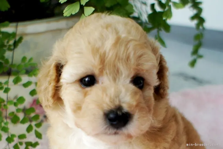 ID：1806-02813の子犬