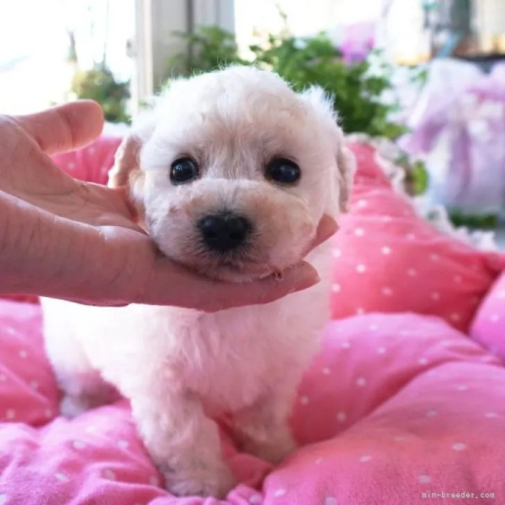 ID:2301-02290の子犬