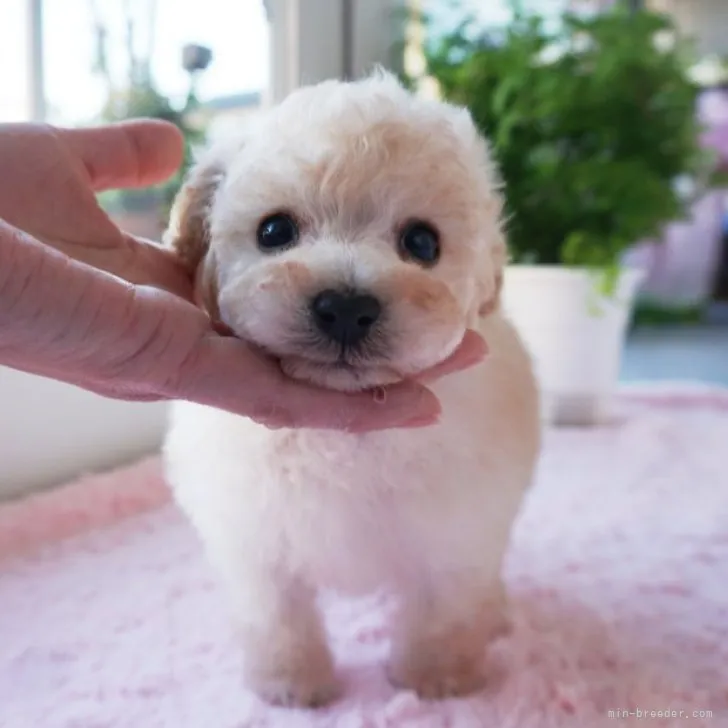 ID:2301-02069の子犬