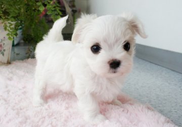 マルチーズ【兵庫県・男の子・2018年9月5日・ホワイト】の写真「パパはチャンピオン直子★癒し系のイケメンくん💕」