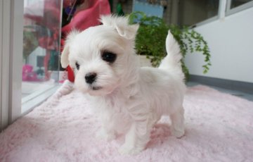マルチーズ【兵庫県・女の子・2018年9月5日・ホワイト】の写真「パパはチャンピオン直子★癒し系のお姫様💕」