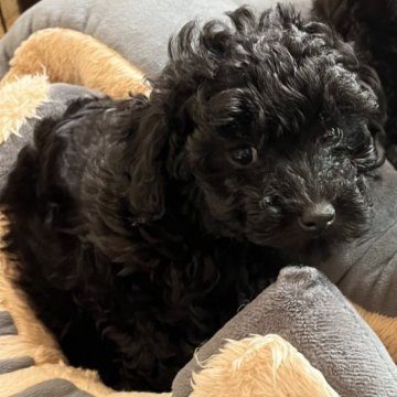 トイプードル(タイニー)【群馬県・女の子・2023年1月21日・ブラック】の写真「元気いっぱいな女の子♡」